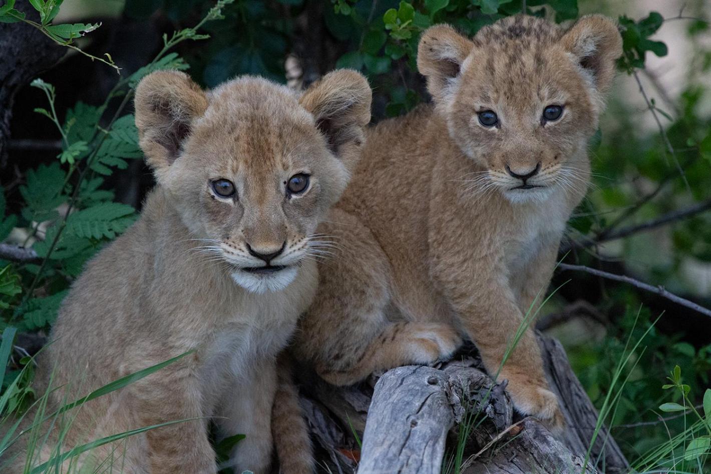 Tomo Safari Lodge โฮดสปรูท ภายนอก รูปภาพ